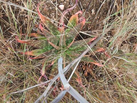 Imagem de Aloe greatheadii Schönland