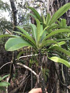 Слика од Clermontia hawaiiensis (Hillebr.) Rock