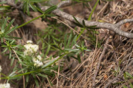 Image of Galium heldreichii Halácsy