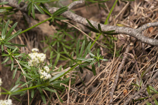 Image of Galium heldreichii Halácsy