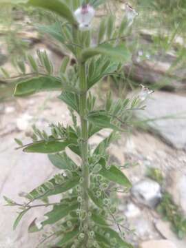 Image of false waterwillow