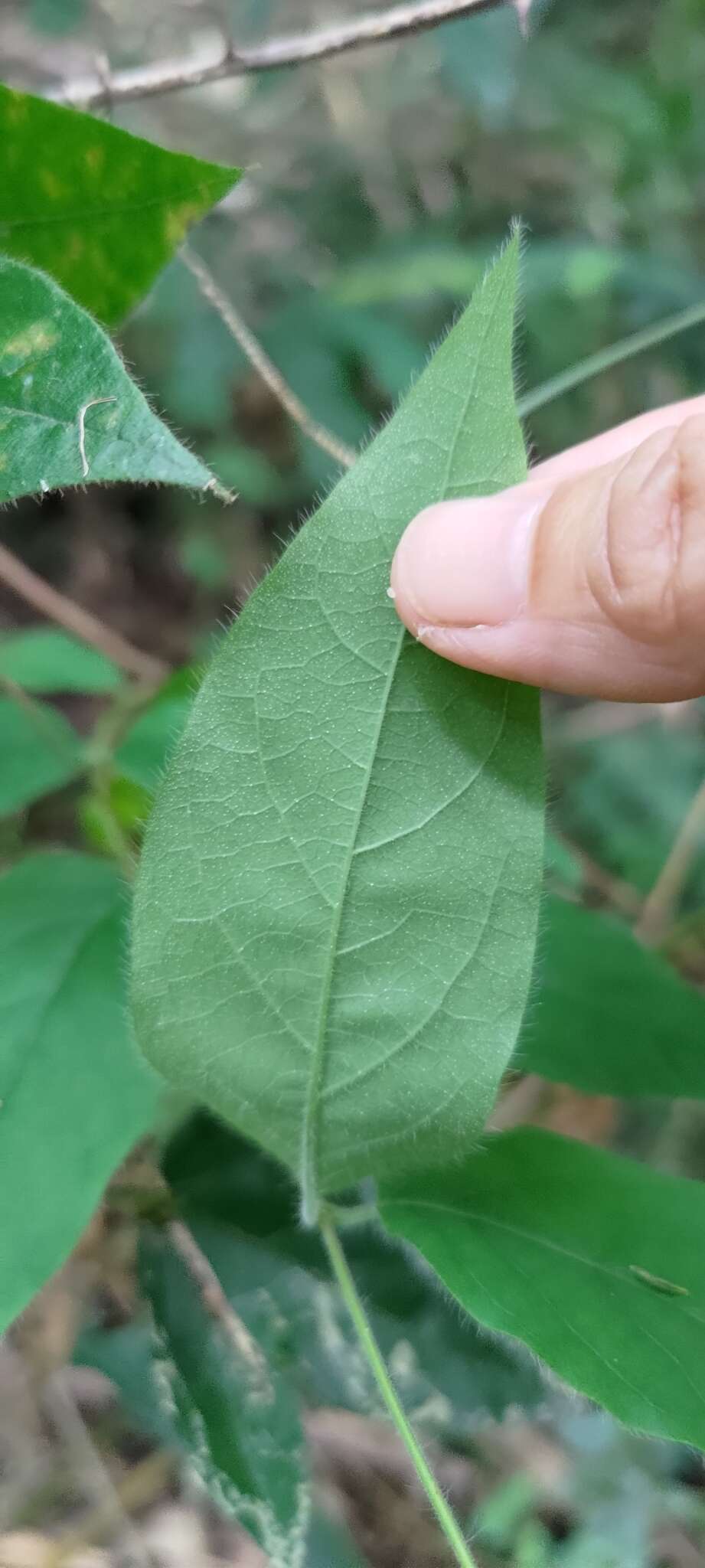 Image of Lonicera hypoglauca Miq.