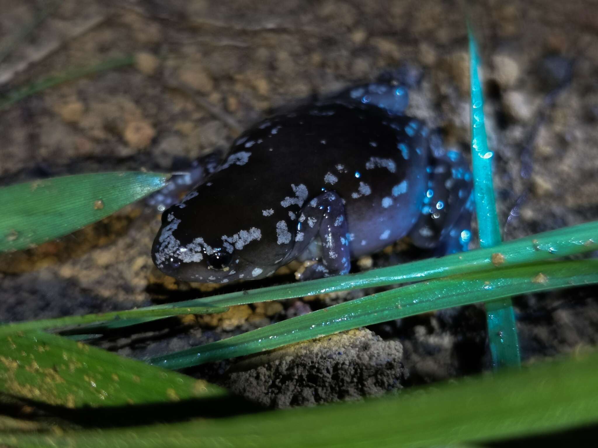 Image of white-spotted humming frog