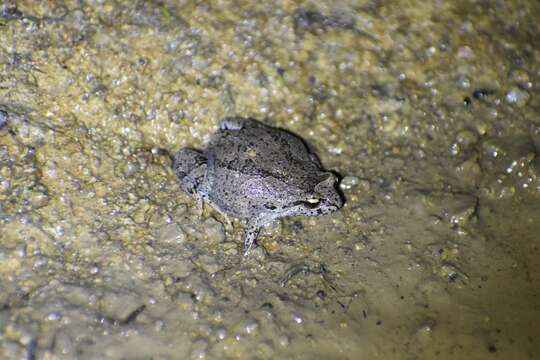 Image of Eastern Smooth Frog