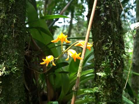 Image of Bifrenaria aureofulva Lindl.