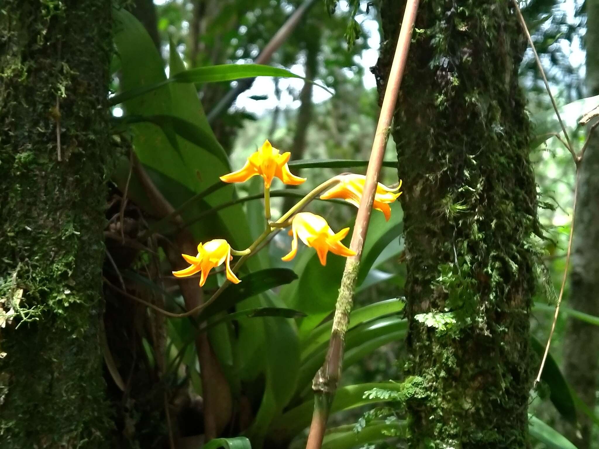 Image de Bifrenaria aureofulva Lindl.