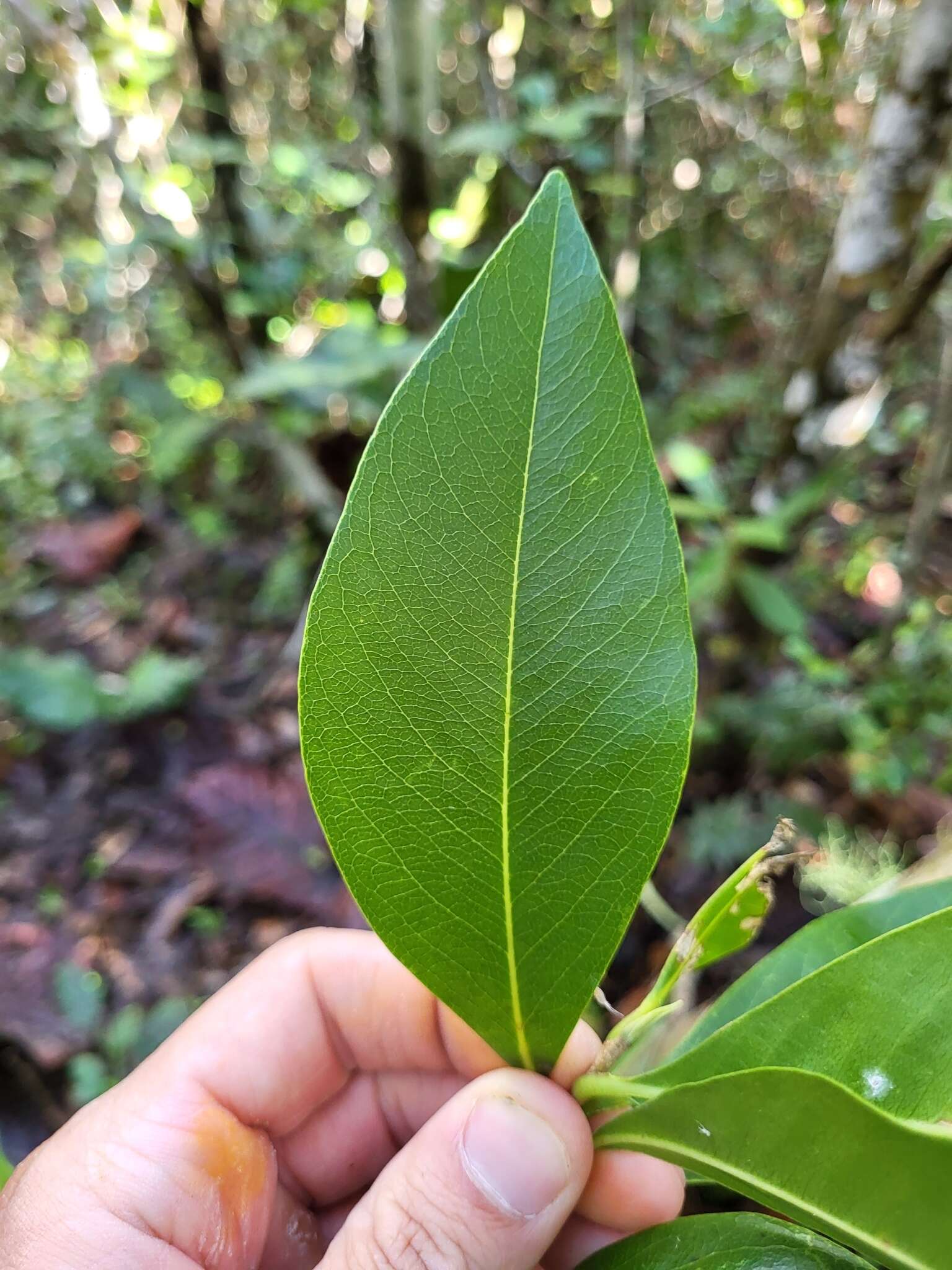 Image of Caribbean burn nose