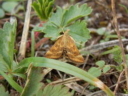 Image of Straw-barred Pearl