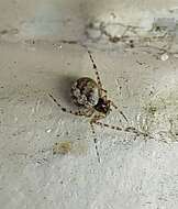 Image of Theridion melanurum Hahn 1831