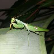 Image of Stagmatoptera reimoseri Beier 1929