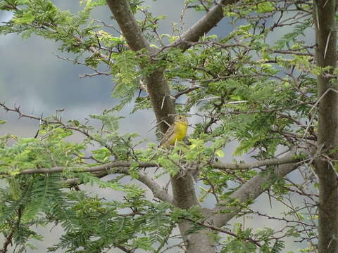 Image of Grassland Yellow Finch