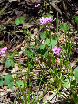 Image of Oxalis monticola Arechav.