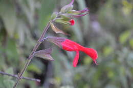 Imagem de Salvia fulgens Cav.