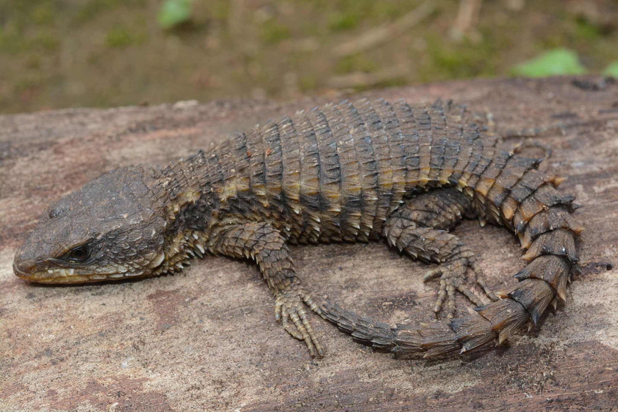 Image of East African spiny-tailed lizard