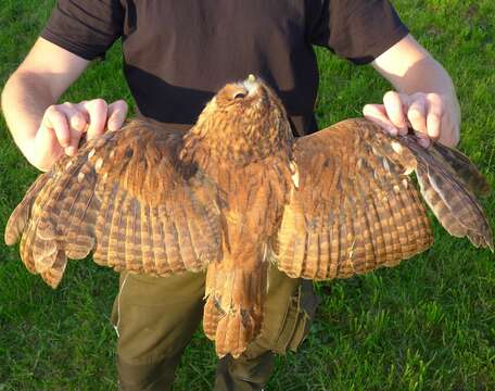 Image of Tawny Owl