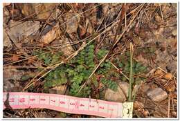 Image of Sanguisorba minor subsp. balearica (Bourg. ex Nyman) Mu