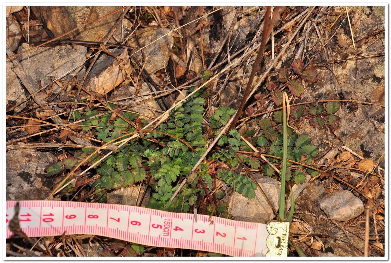 Image of Sanguisorba minor subsp. balearica (Bourg. ex Nyman) Mu