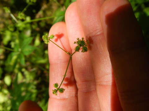 Image of clustered blacksnakeroot