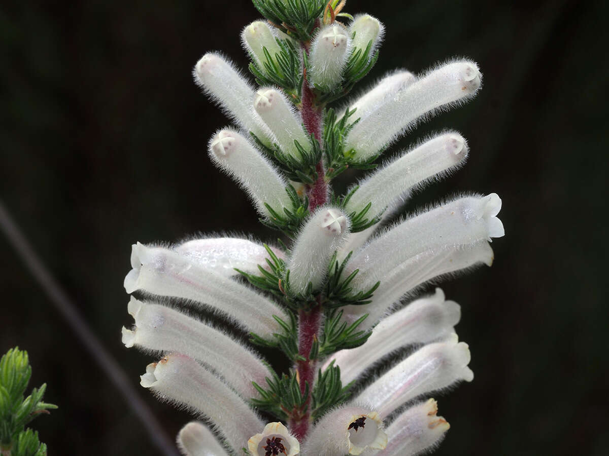 Plancia ëd Erica perspicua subsp. latifolia (Benth.) E. G. H. Oliv. & I. M. Oliv.