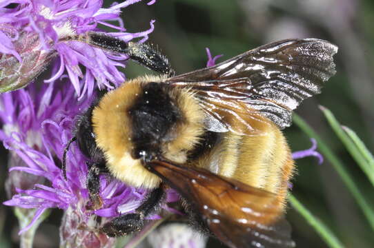 Image of Bombus opifex Smith 1879