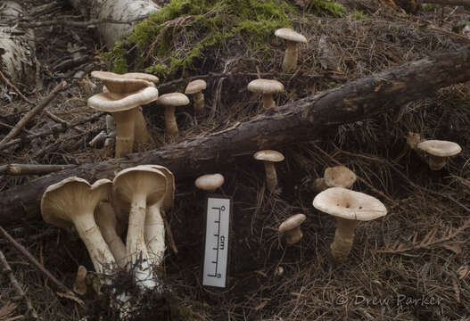 Image of Cleistocybe vernalis Ammirati, A. D. Parker & Matheny 2007