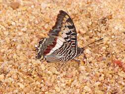 Image of Charaxes castor