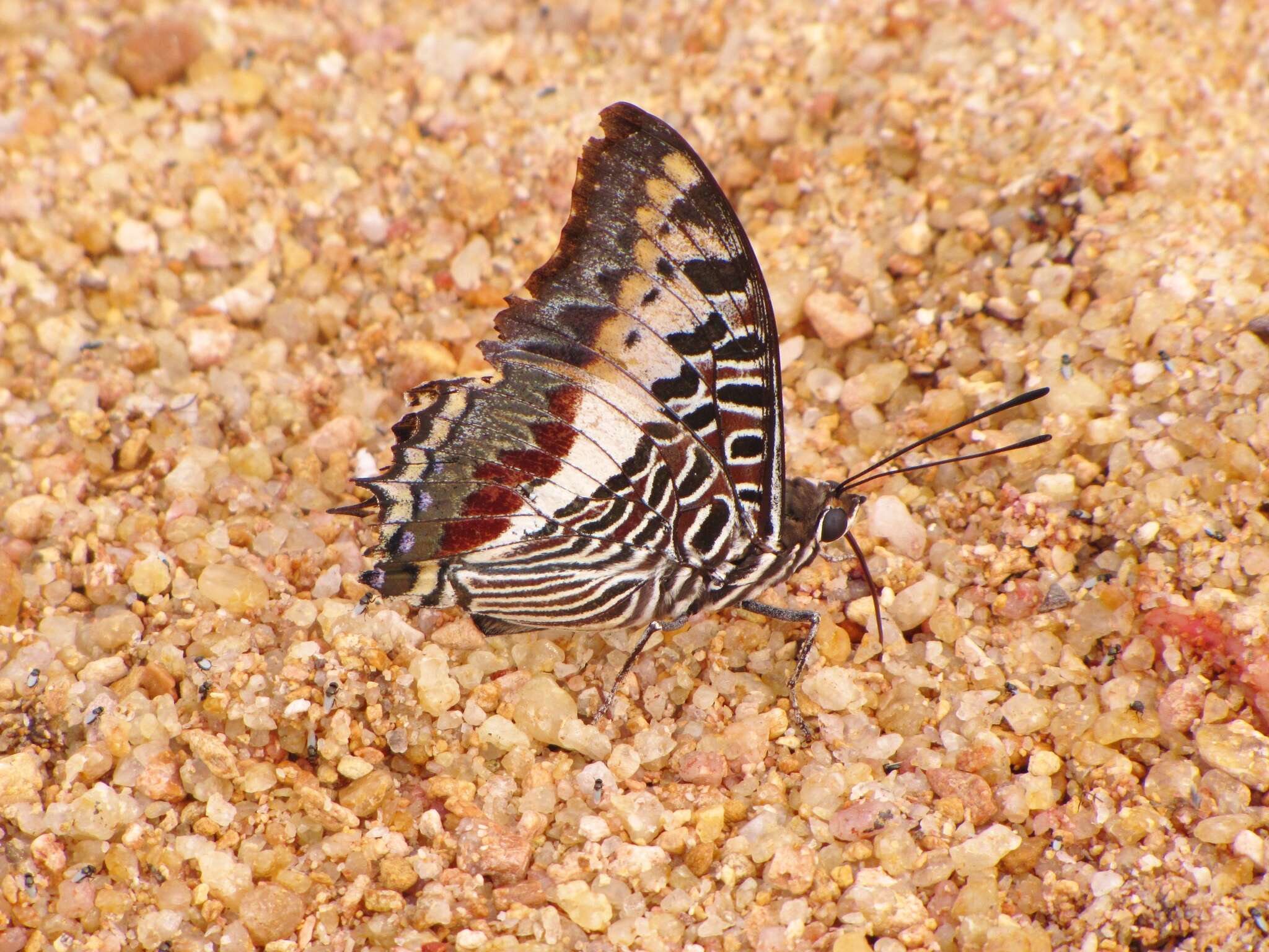 Imagem de Charaxes castor