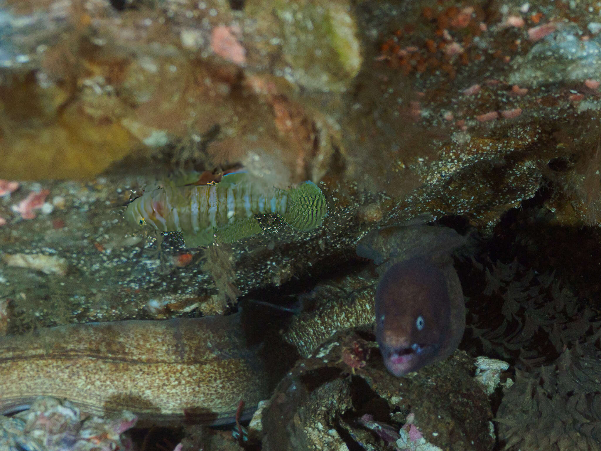 Image of Convict goby