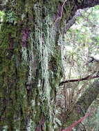 Image of string-of-sausages lichen