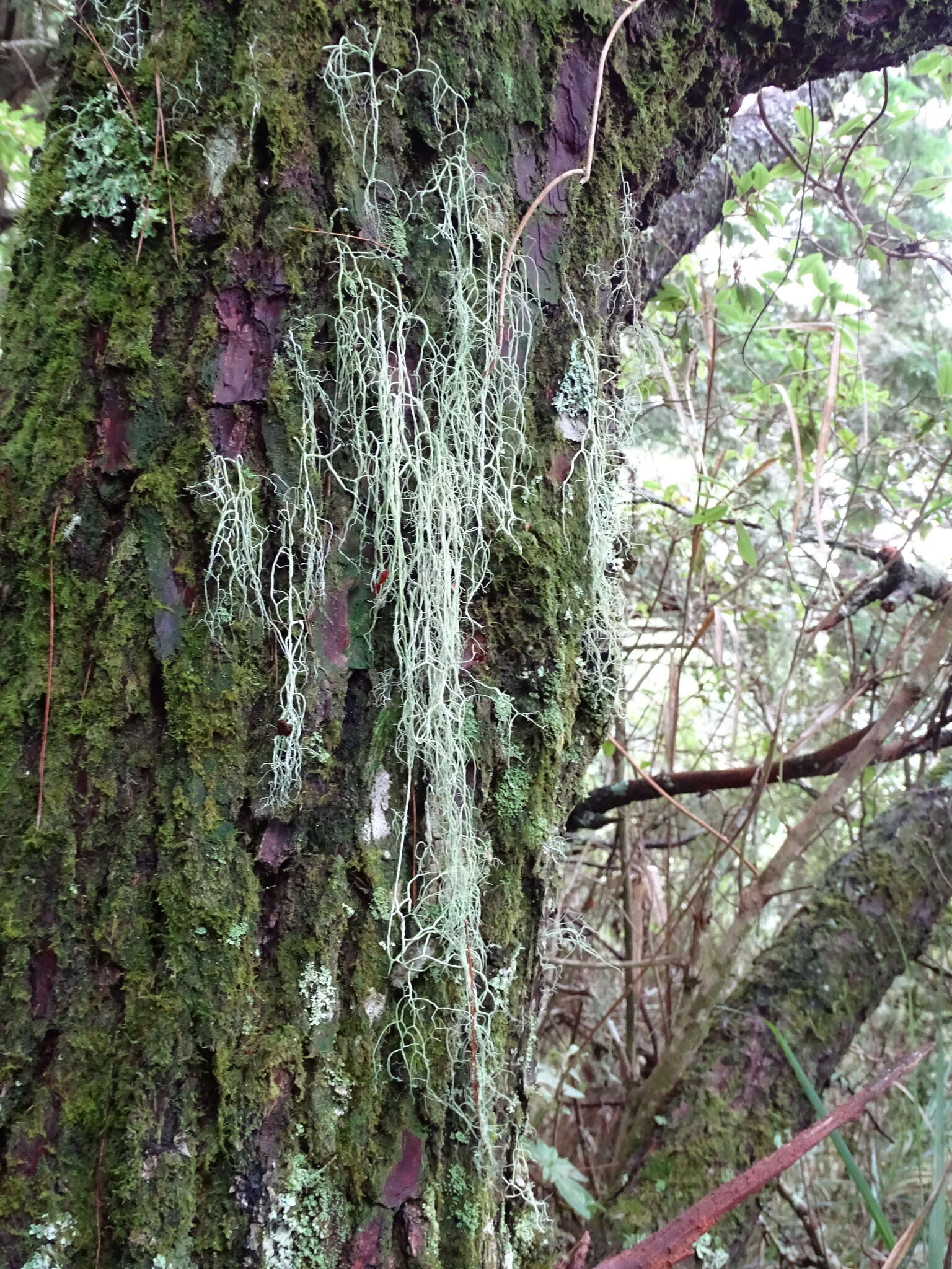 Image of string-of-sausages lichen