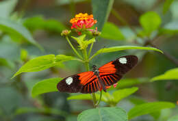 Image of Heliconius melpomene Linnaeus 1758