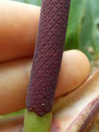 Image of Anthurium bonplandii G. S. Bunting