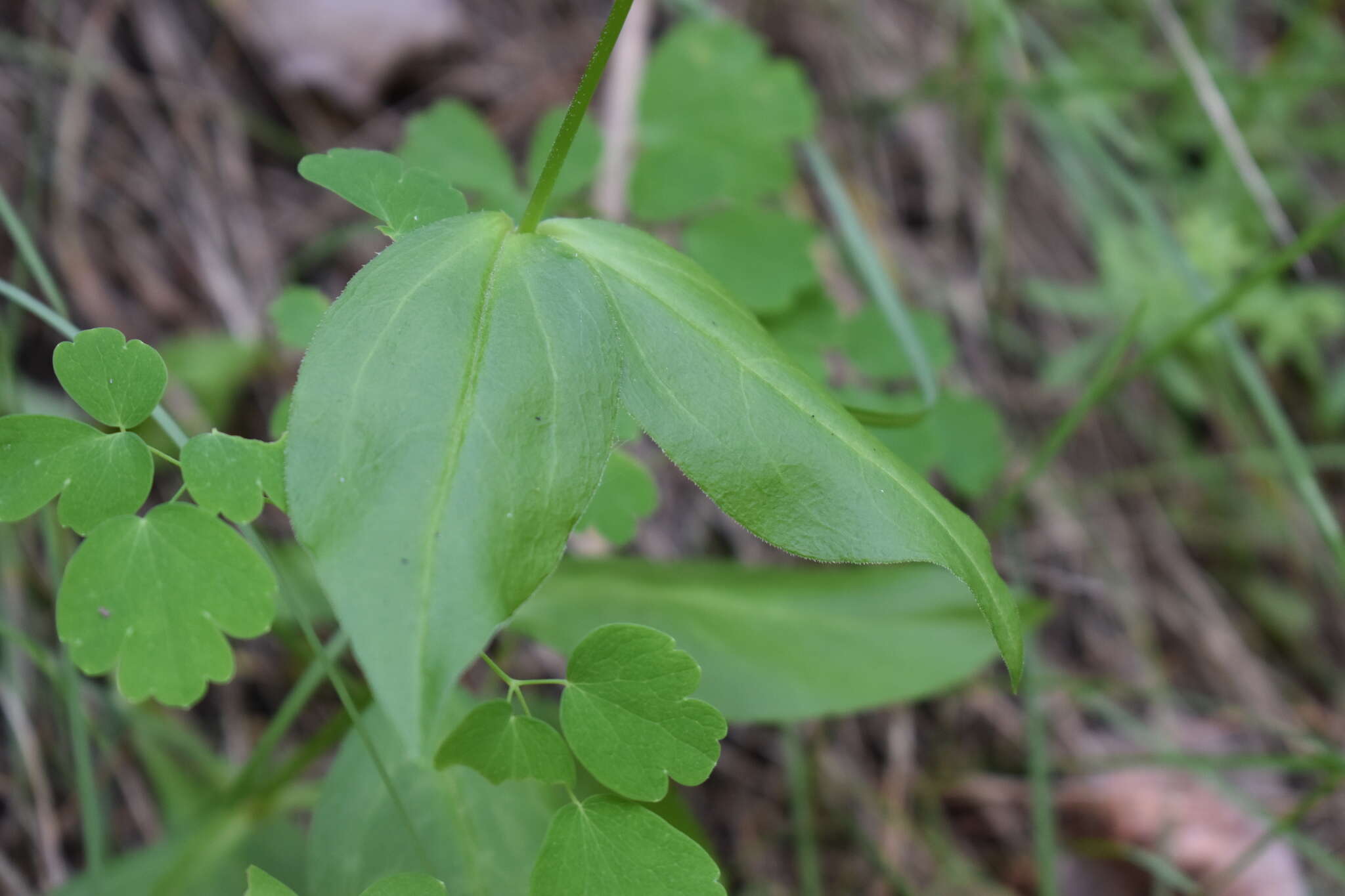 صورة Silene chihuahuensis Standl.