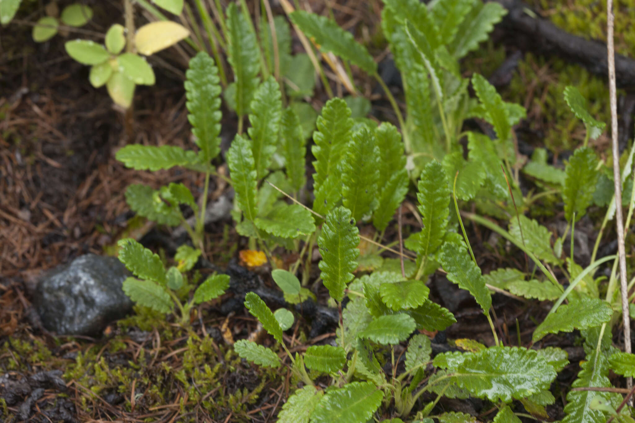 Imagem de Dryas octopetala subsp. oxyodonta (Juz.) Hult.