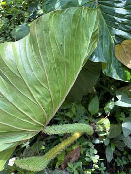 Image of Philodendron fibrosum Sodiro ex Croat