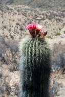 Imagem de Echinopsis tarijensis (Vaupel) H. Friedrich & G. D. Rowley