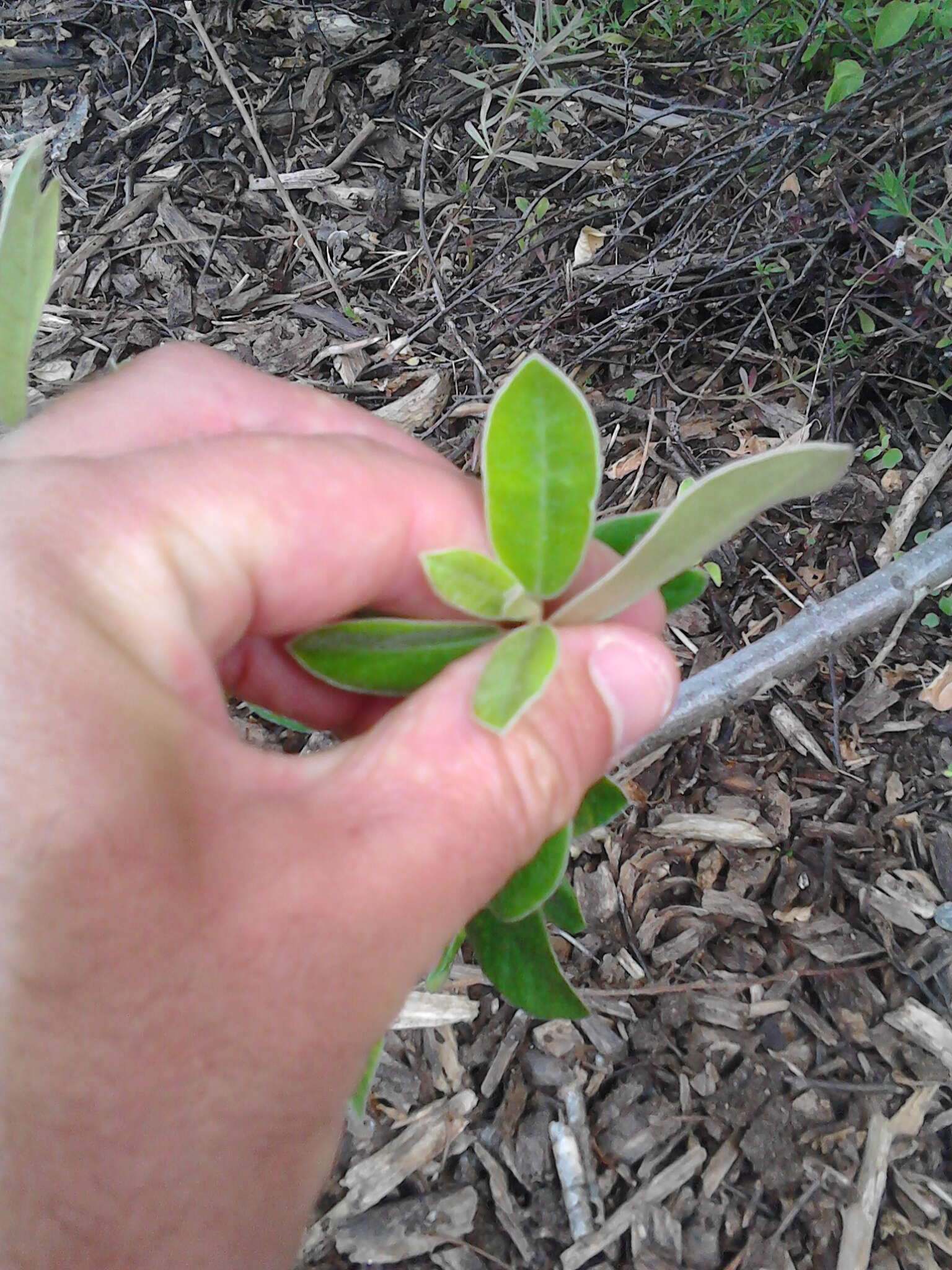 Pittosporum ralphii T. Kirk resmi