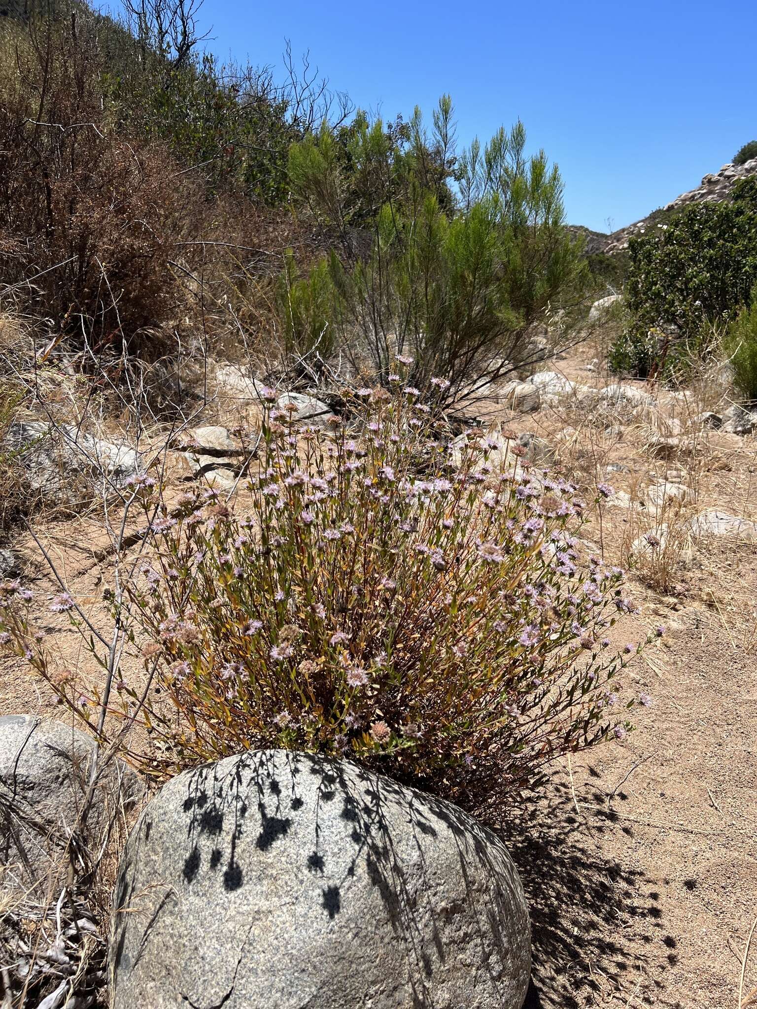 Image of Monardella stoneana Elvin & A. C. Sanders