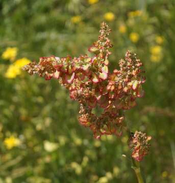 Sivun Rumex turcomanicus (Rech. fil.) Czer. kuva