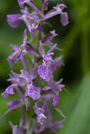 Dactylorhiza urvilleana (Steud.) H. Baumann & Künkele resmi