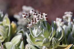 Image of Helichrysum devium J. Y. Johnson