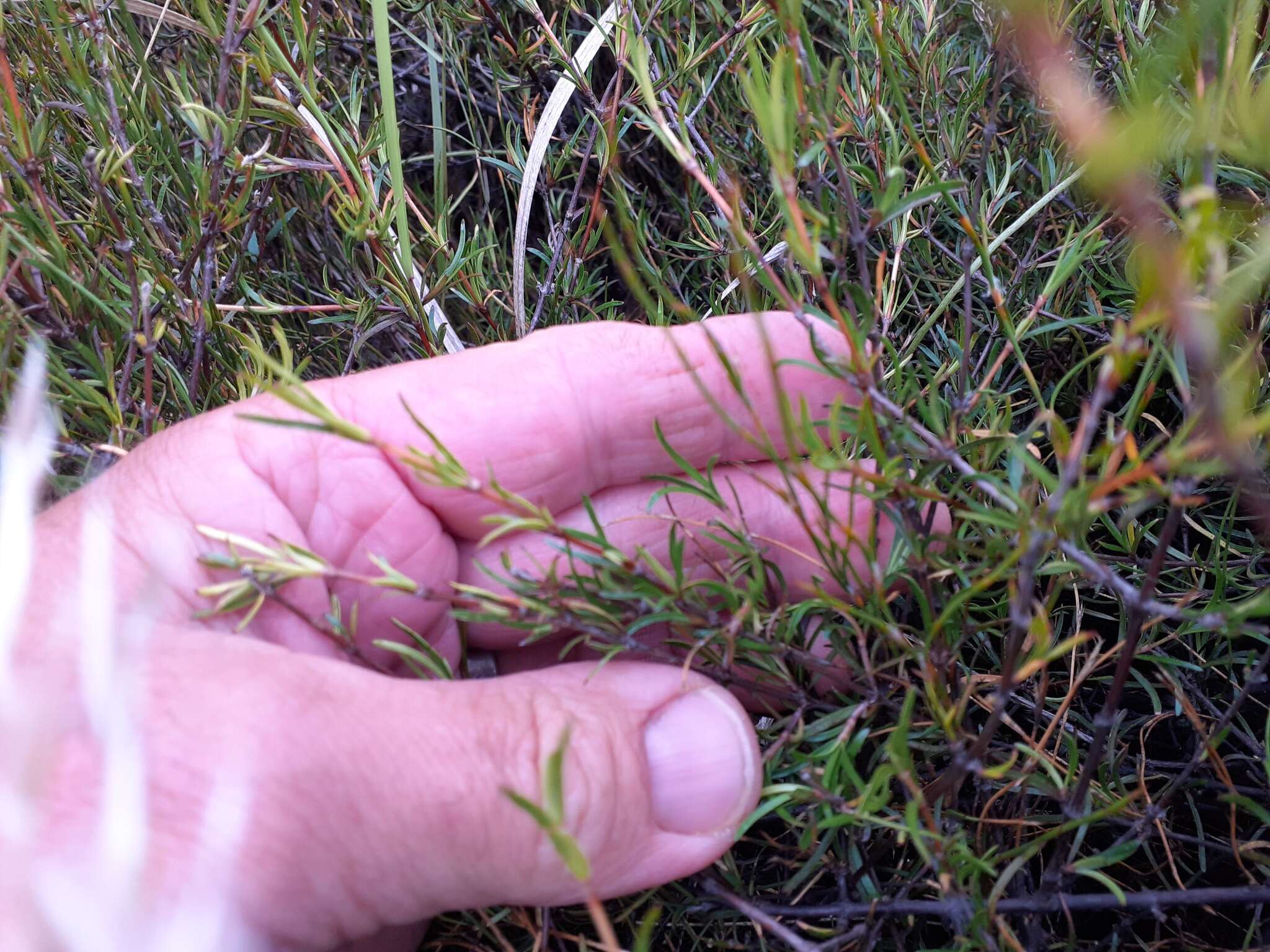 Image de Coprosma elatirioides de Lange & A. S. Markey