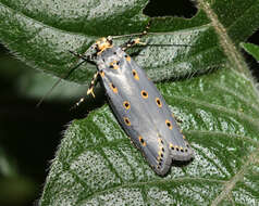 Image of Ethmia circumdatella Walker 1863