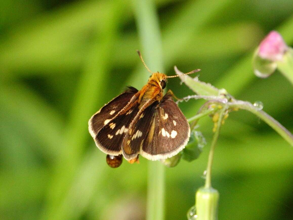 Image of Taractrocera ardonia Hewitson 1868