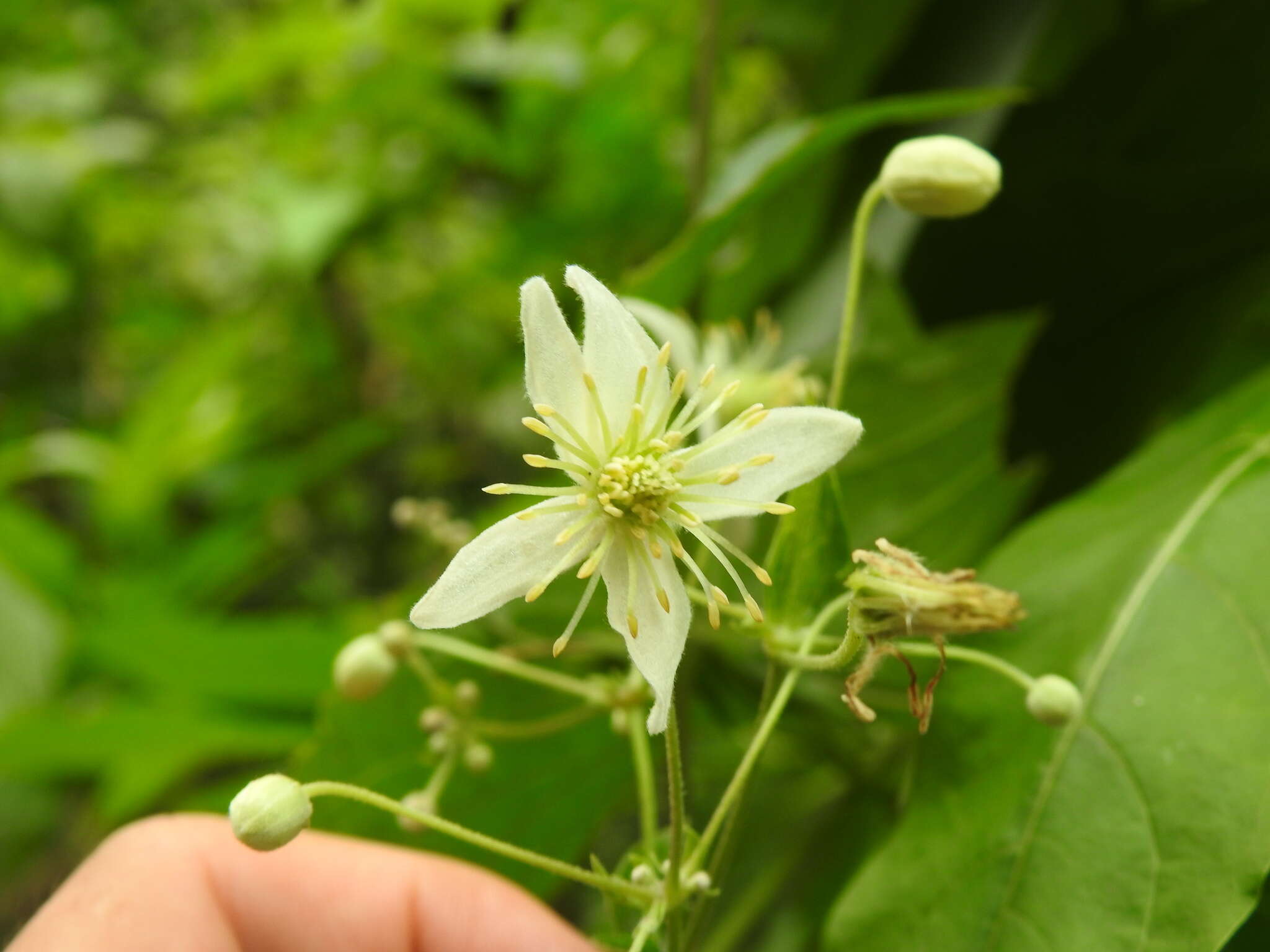 Clematis hirsuta Guill. & Perr.的圖片