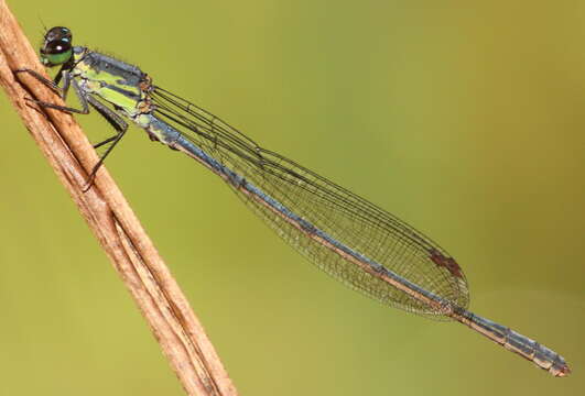 Image of <i>Pseudagrion spernatum natalense</i> Ris 1921