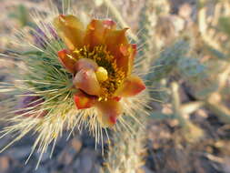 Image of Cylindropuntia alcahes var. burrageana (Britton & Rose) Rebman