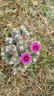 Image of Echinocereus reichenbachii var. perbellus (Britton & Rose) L. D. Benson