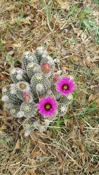 Image of Echinocereus reichenbachii var. perbellus (Britton & Rose) L. D. Benson