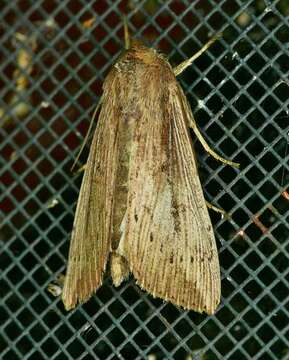 Image of <i>Leucania subpunctata</i>